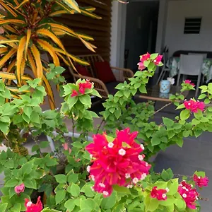  Appartement Le Tropical 1 Ou 2 Chambres